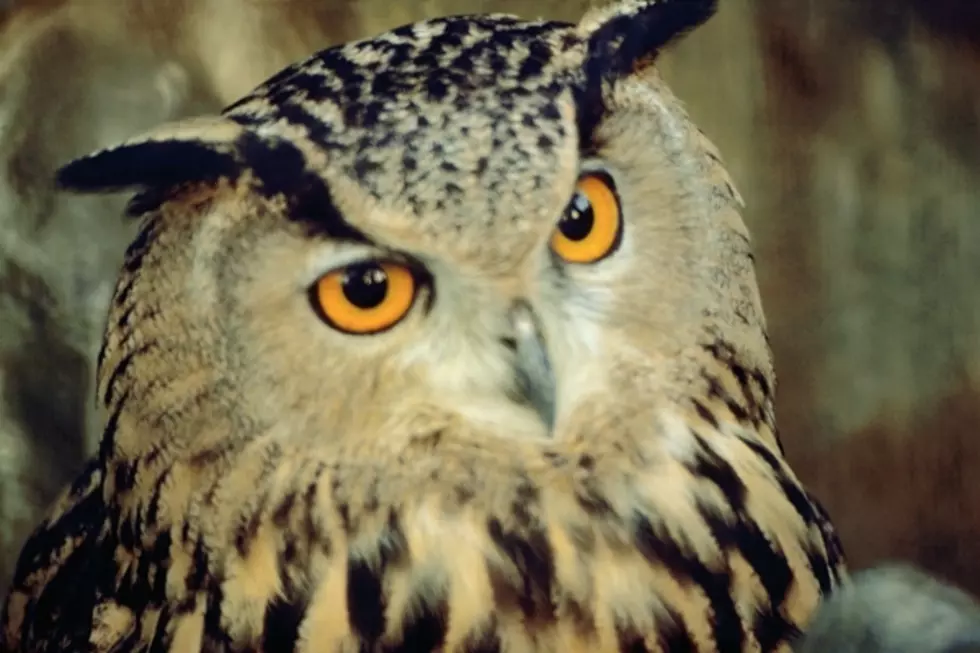 Medical Center Gives a Hoot, Avoids Owl Foul