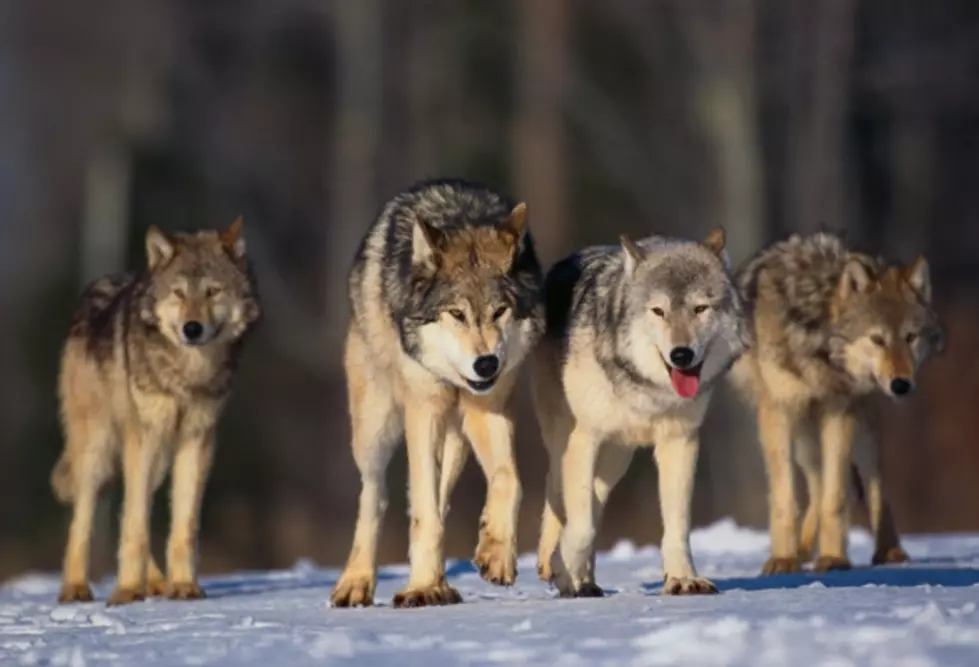 Montana Wolf Hunters Offered Beartooth Lodge Incentive