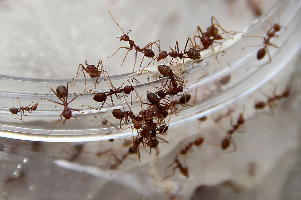 Invasion of Big Headed Ants
