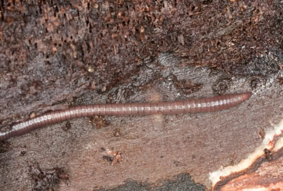 Giant Earthworms Invade North Idaho