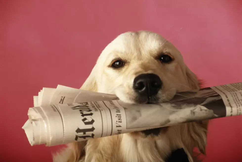 The Dog That Retrieves Beer [VIDEO]
