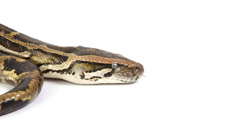 Would You Put a Python in Your Pants?