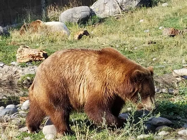 Video From Montana Grizzly Encounter