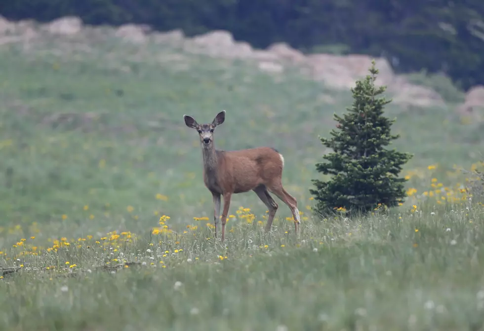 Montana FWP Says ‘Opening Rifle Season Numbers Best They Have Had in Years’