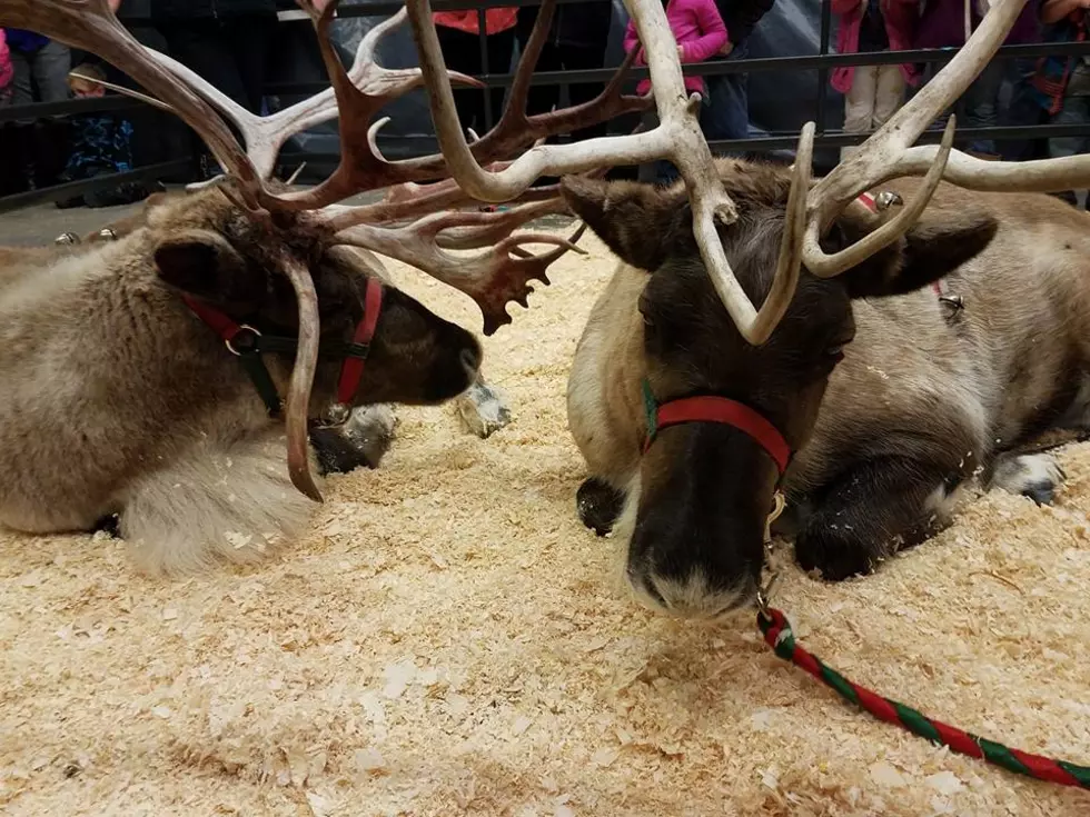 See Live Reindeer at Murdoch’s Ranch & Home Supply in Missoula