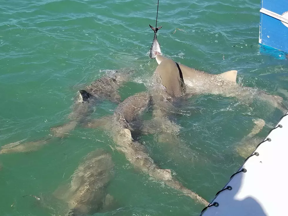 Video of Sharks Feeding Taken On Vacation in Florida