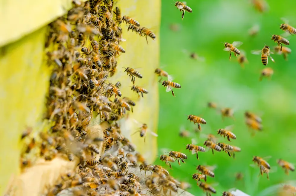 Missoula&#8217;s Invasion of the Bees