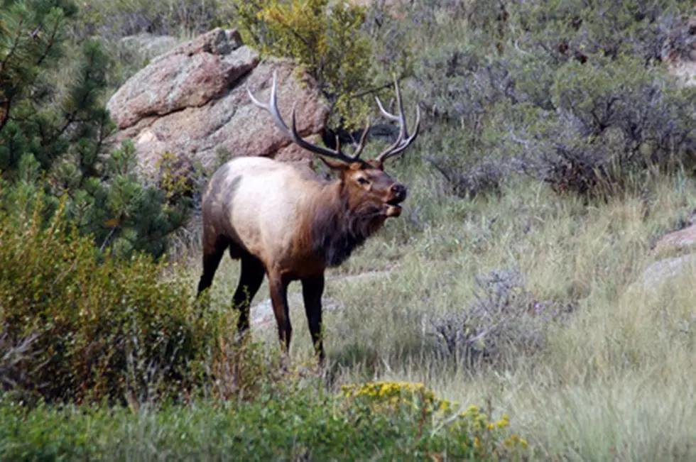 Four Bull Elk Recently Found Poached in Montana