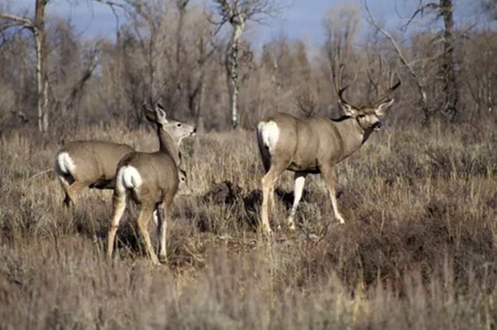 Mule Deer Foundation Banquet Coming to Hamilton