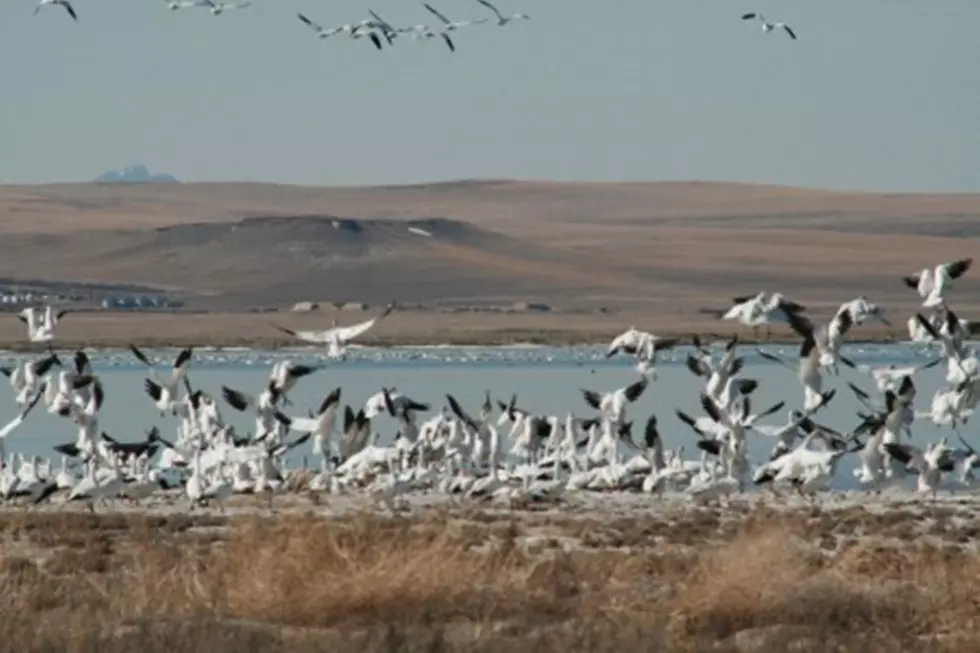 Need a Getaway? Snow Geese Flocking to Freezeout Lake in Montana