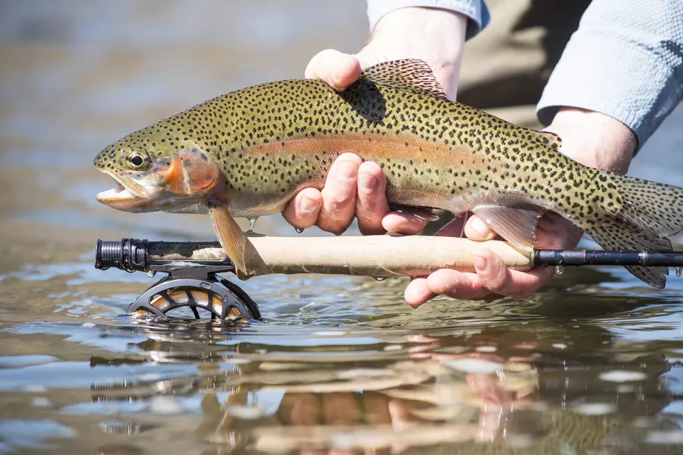 How About Adding Montana Trout Talk To Home Lesson Plans