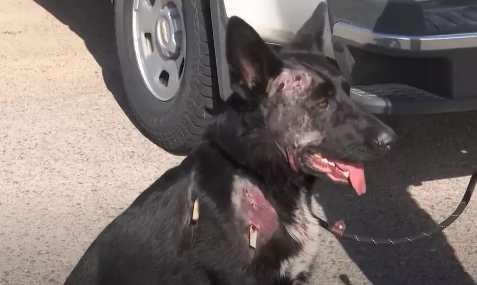 Missoula Veteran’s Dog Missing – Found With Multiple Gunshots