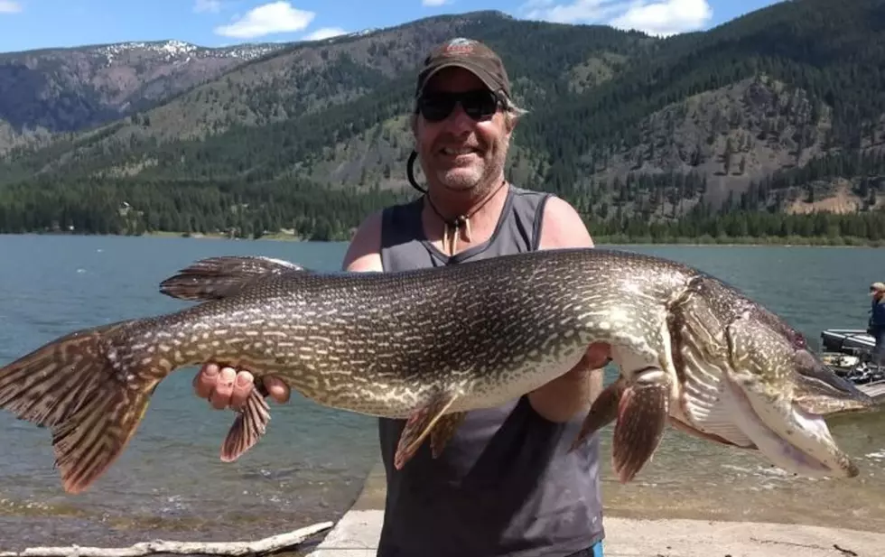 Montana Angler Battles Monster Northern Pike and Wins
