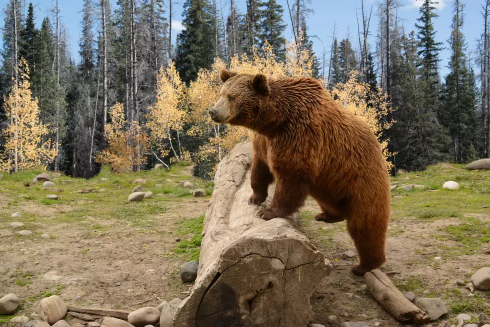 Grizzly Bear Injures Woman at Yellowstone National Park