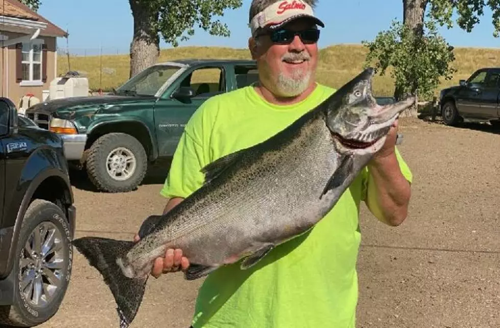 Likely a New Montana Record Salmon Caught Sunday