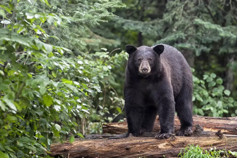 Black Bear Killed and Left to Waste in Bitterroot Valley