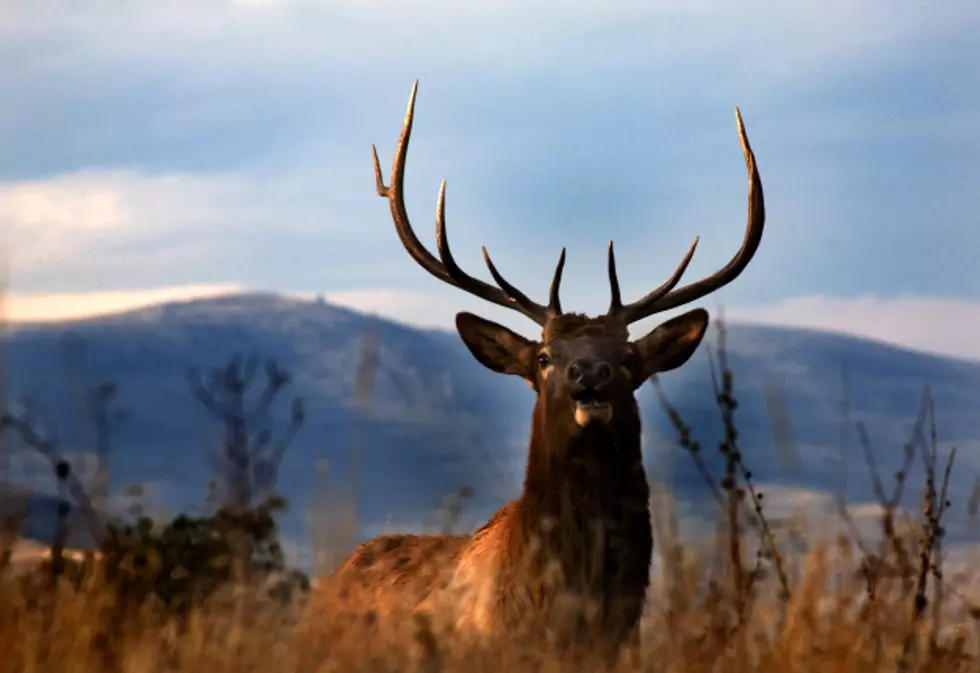 Western Montana Big Game Hunting Forecast From FWP