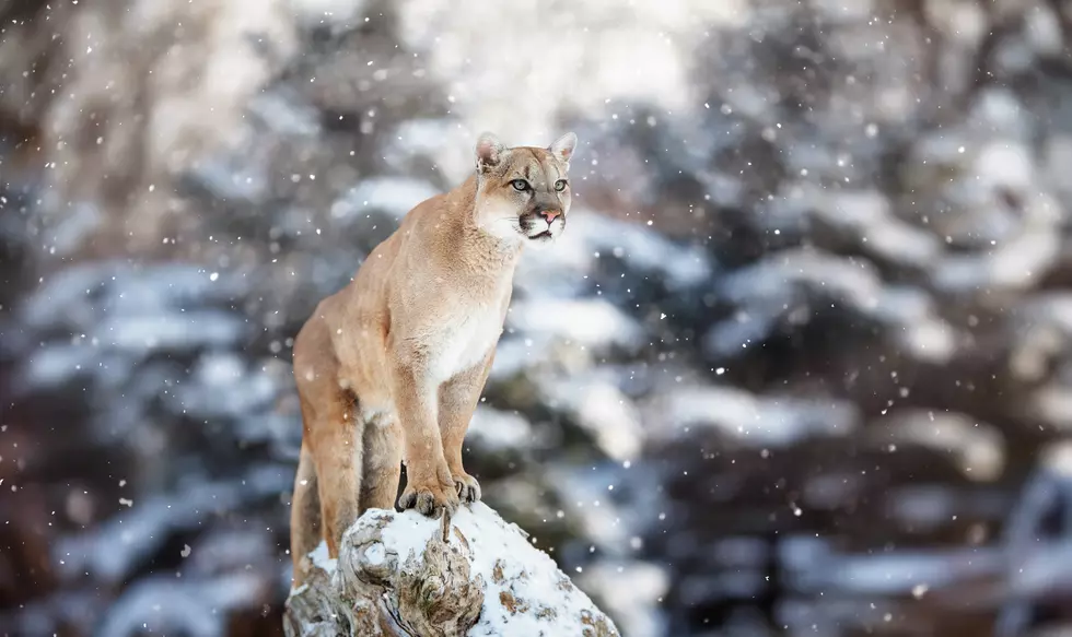 Just How Many Mountain Lions are There in Western Montana?