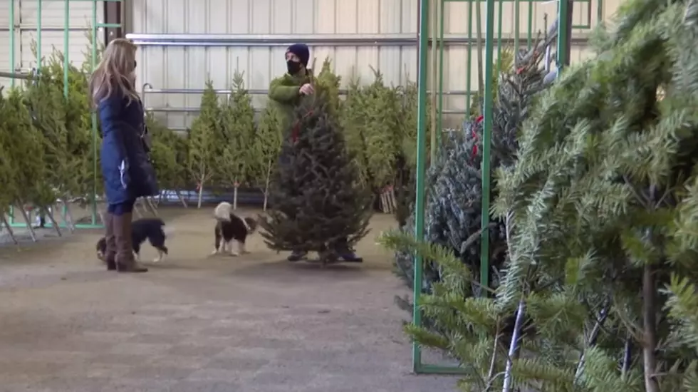 Lions Club Selling Christmas Trees at Missoula County Fairgrounds