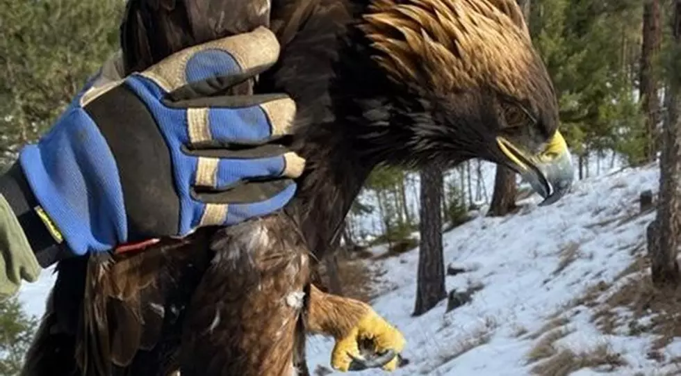 Montana Golden Eagle Found With Lead Poisoning