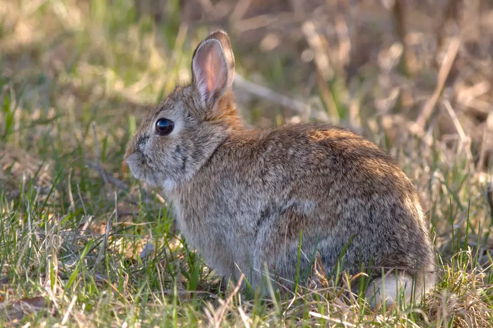 Montana Rabbits Now at Risk From Highly Fatal Disease