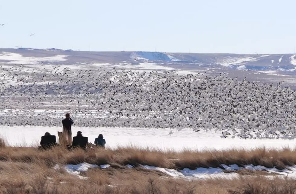 Tips on Viewing Waterfowl Migrations on Montana’s Freezout Lake
