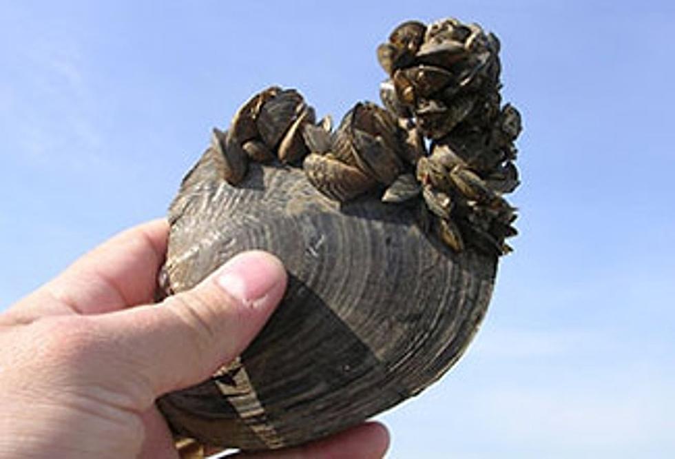 Yet Another Mussel-Fouled Boat Detected in Montana This Spring