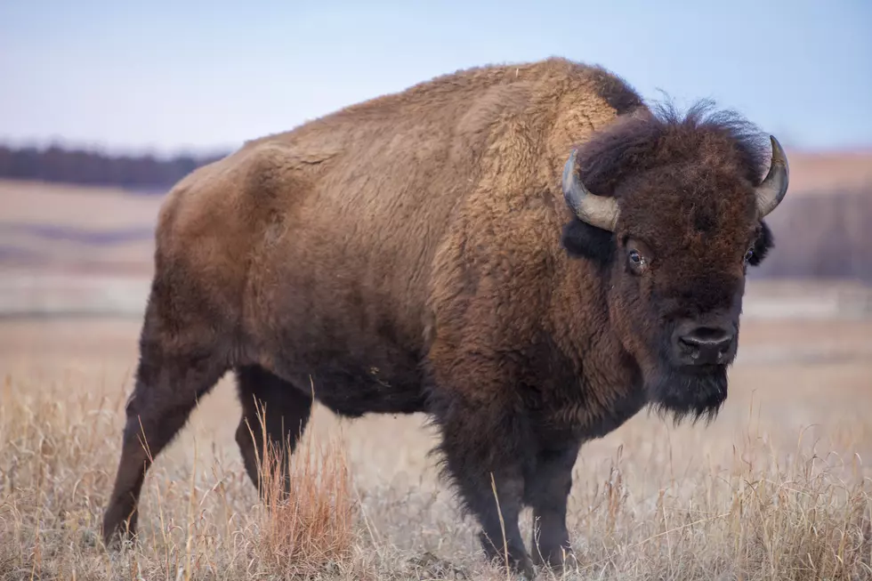 Bison Range Opening Visitor Center and Red Sleep Drive This Weekend