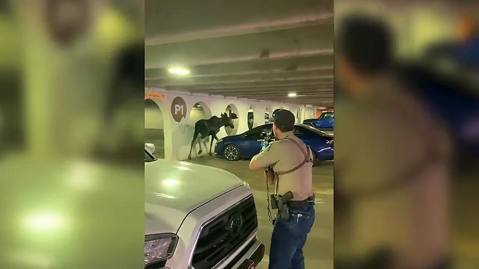 Watch: Moose Gets Tranquilized and Removed From Parking Garage