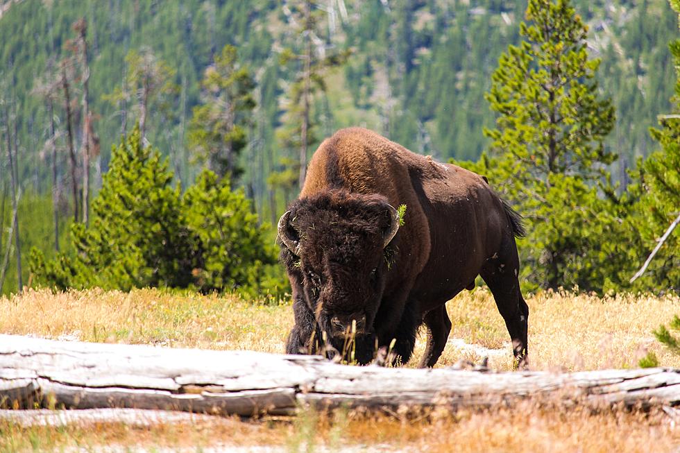 Yellowstone National Park Wins a "World's Best" Award