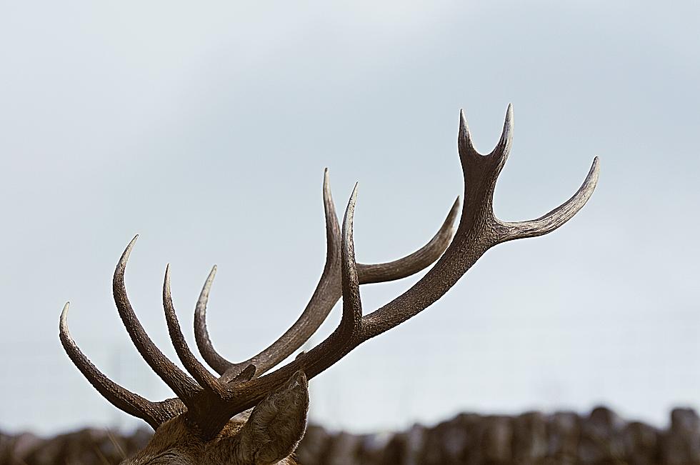 Need Antlers, Horns, and Hides? This Montana Auction is For You