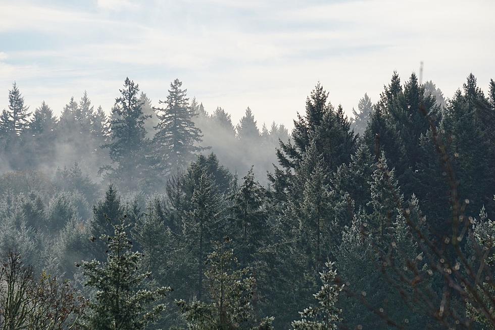 Updates for Cutting Your Christmas Tree in Lolo National Forest