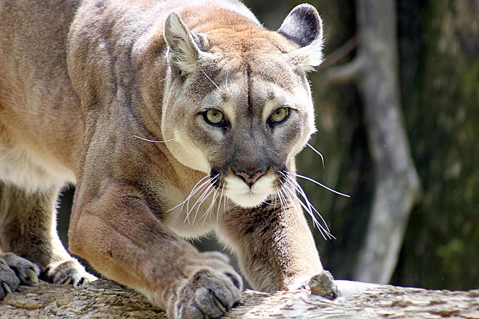 Violent and Strange Deaths of Collared Cougars Tracked in Montana