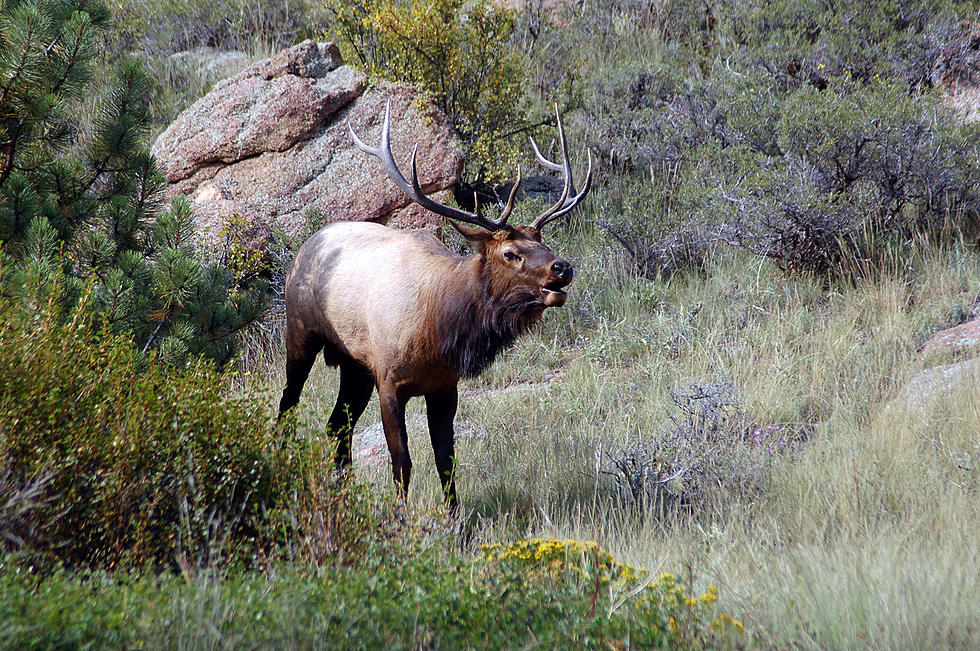 Urgent Deadline for Important Montana Hunting Permits Almost Here