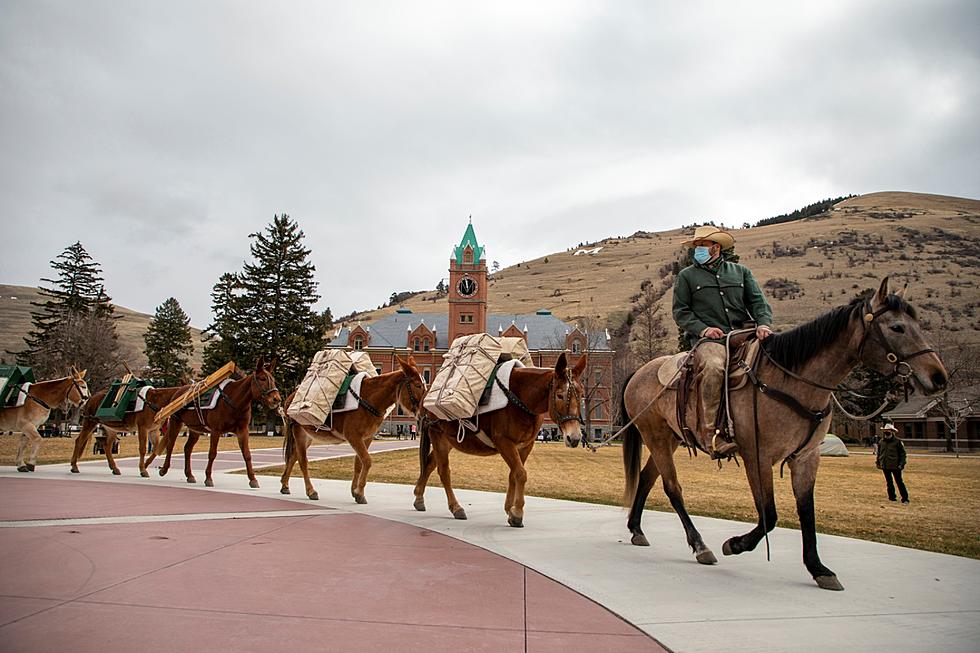 Don’t Be Stubborn, Come Meet the Mules at the U of Montana Oval
