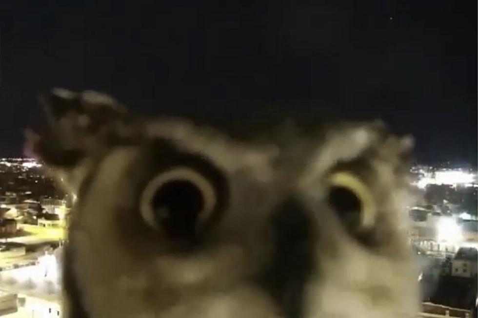 WATCH: An Owl Hijacked a Montana News Camera and Put on a Show