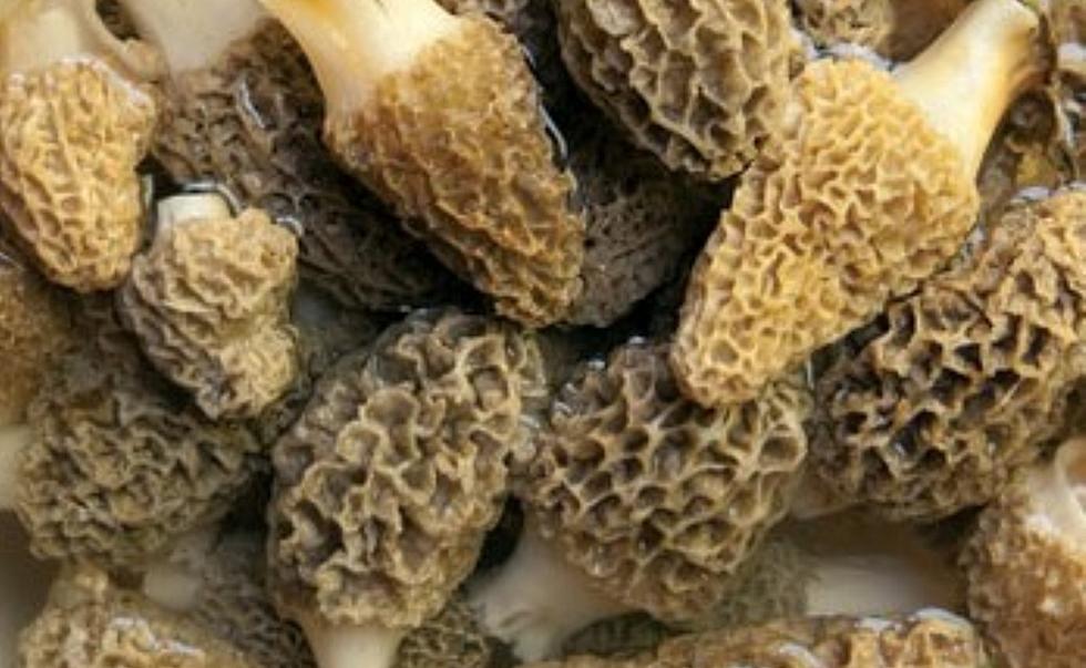 Pickers: Morel Mushroom Madness About to Hit Northwest Montana