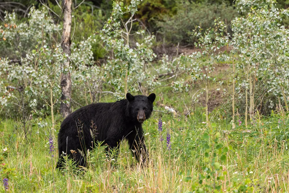 Monster Black Bear Taken During Montana&#8217;s Spring Hunting Season