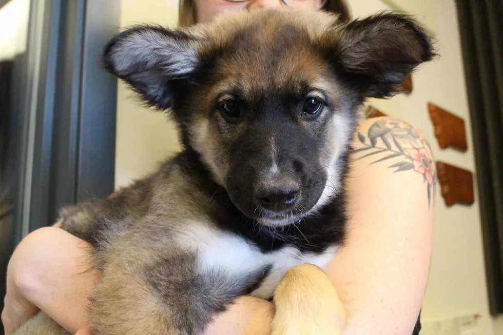 Meet Precious Puppy Raquel at Humane Society of Western Montana