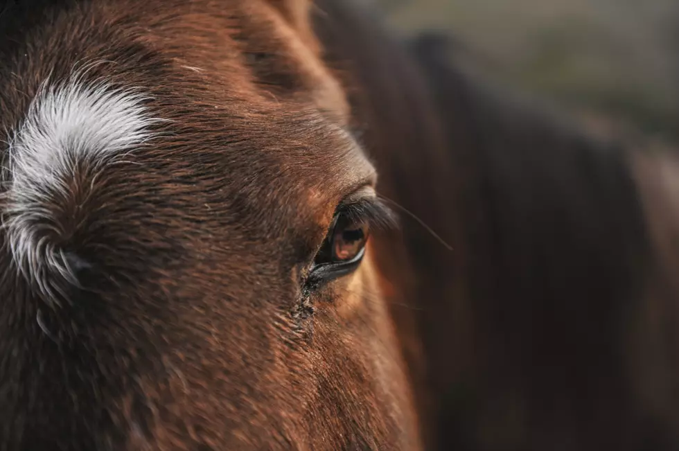 How Beer and Brats Can Help Rescue Western Montana Horses