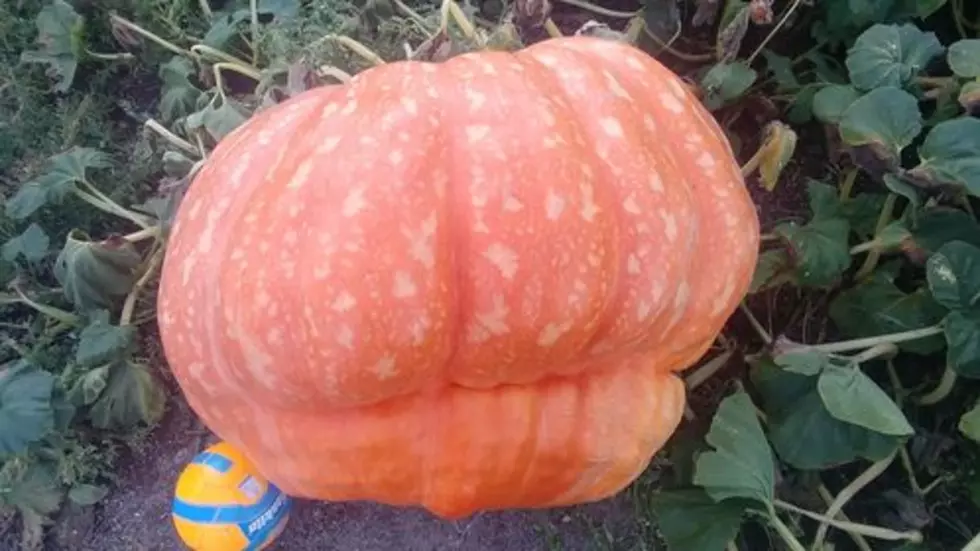 Growing Massive Montana Pumpkins Possible, If You Can Handle Their Thirst