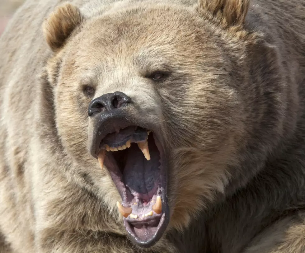 Bird Hunter Survives Surprise Encounter With Montana Grizzly Bear
