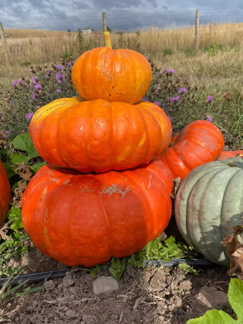 Get a Pumpkin and Help Missoula&#8217;s Hungry Population at the Same Time