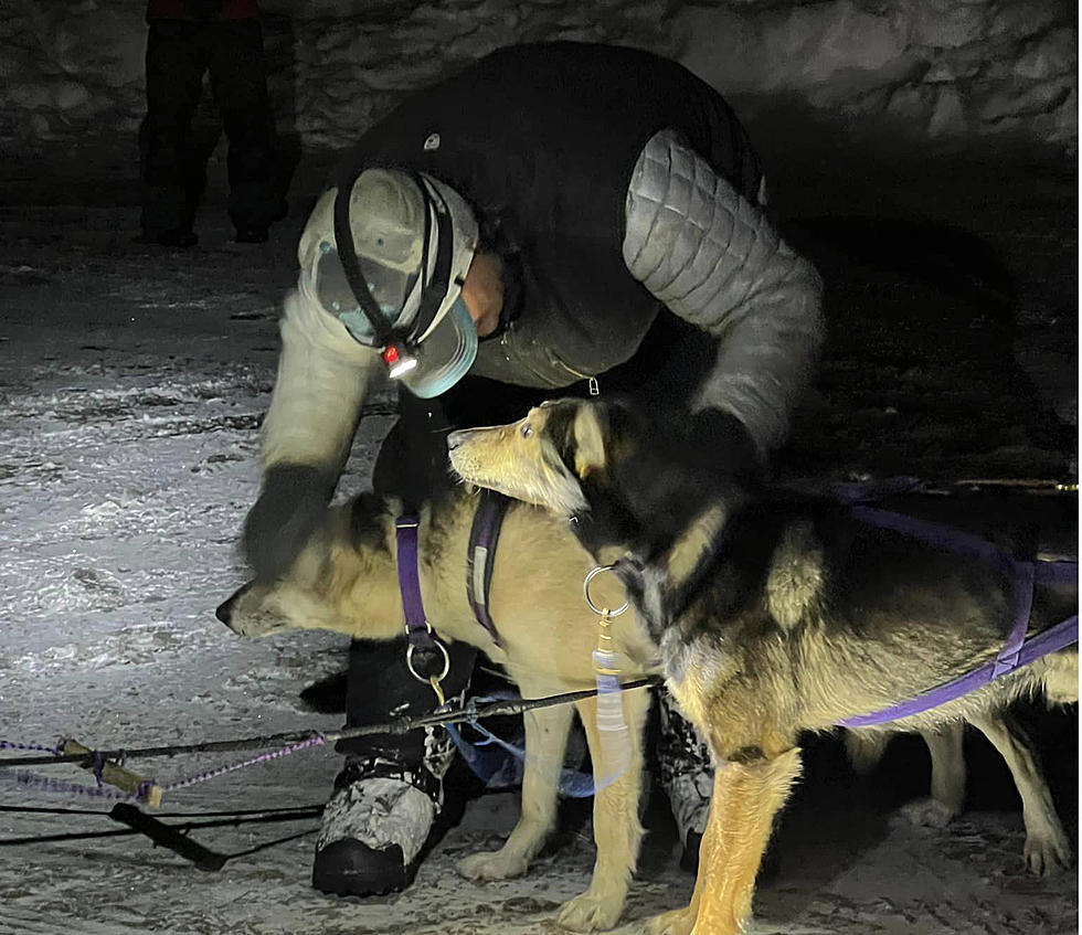 Here’s proof dog sled racers are the coolest Montanans