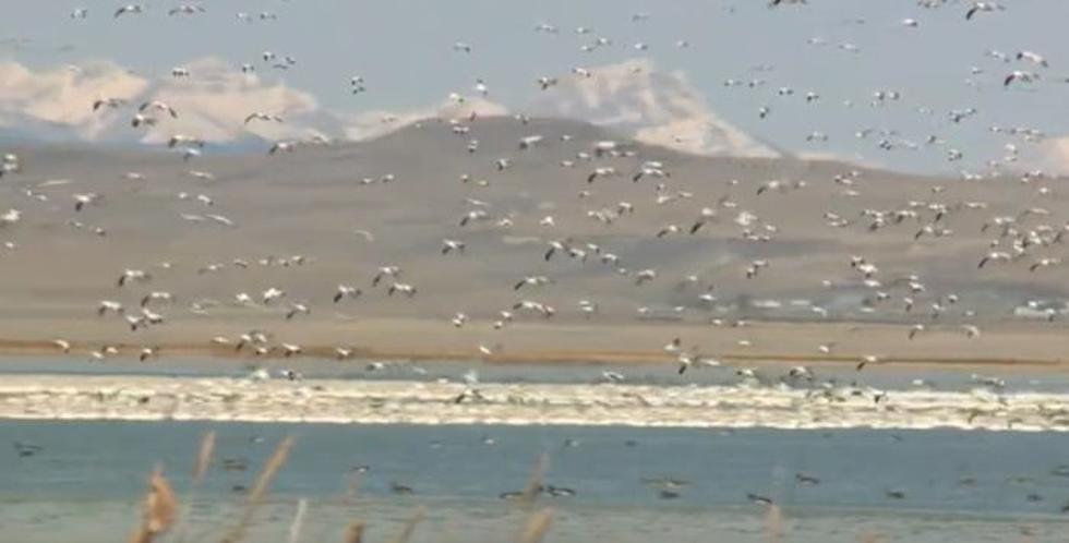 Fine Feathered Friends Finally Flocking to Montana’s Freezeout