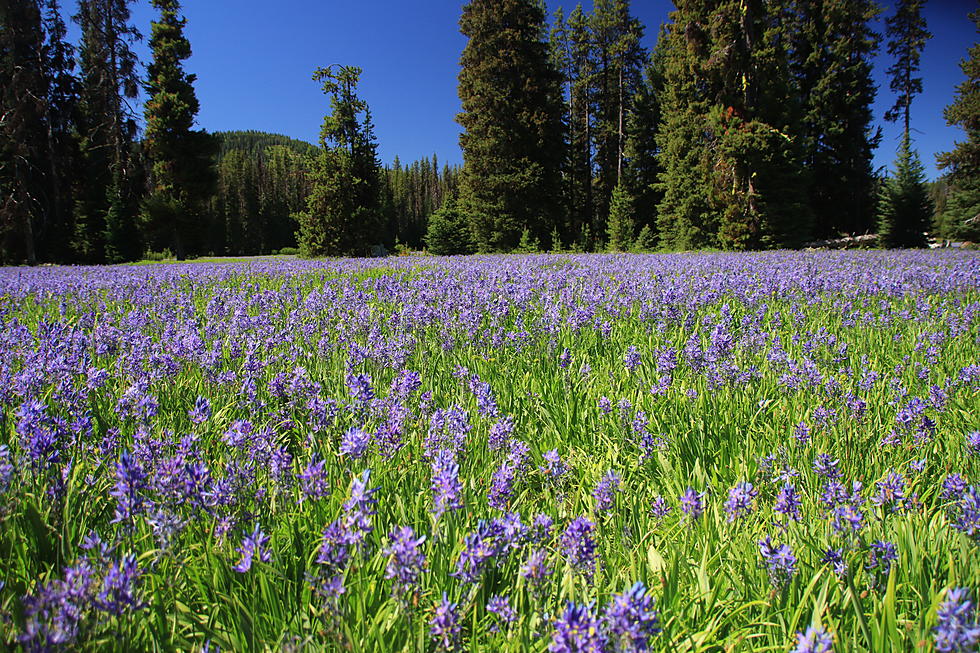 Hurry or You’ll Miss Western Montana’s Best Wildflowers