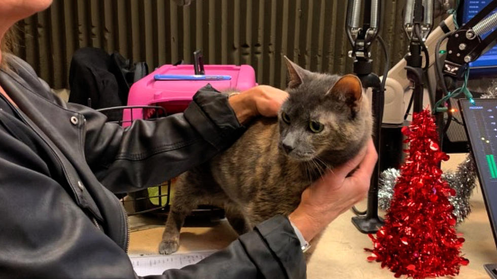 This Missoula ‘Senior Kitty’ is Already a Cuddle Pro