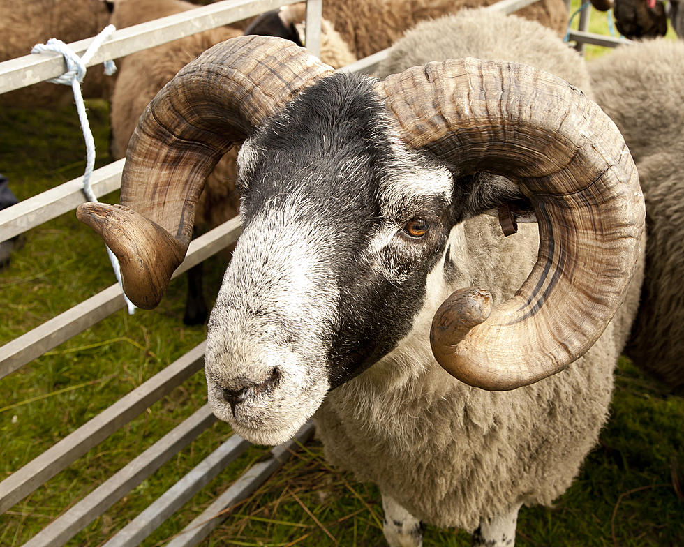 Bizarre Giant Hybrid Sheep Trafficking Case in Montana Concludes