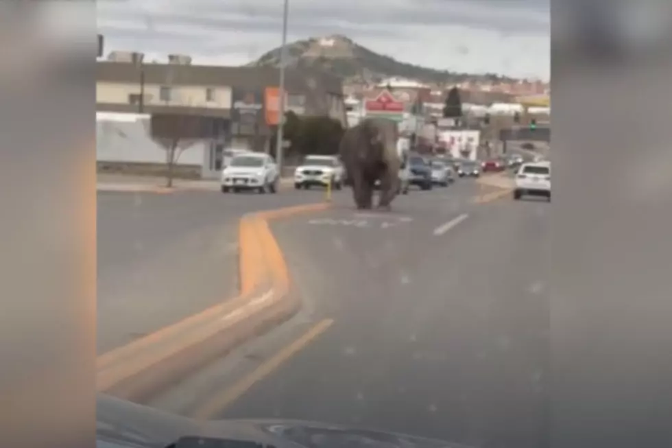 An Elephant Was Seen Running Loose In Butte