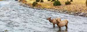 Senseless Bitterroot Valley Elk Poaching Under Investigation